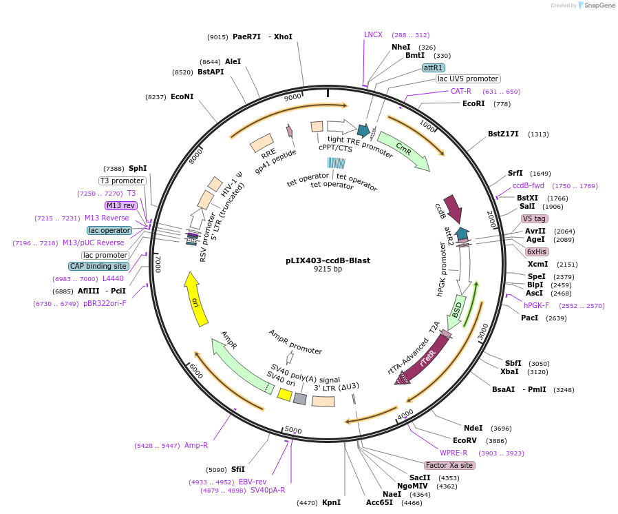 158560-plasmid-map-sequence-id-309876