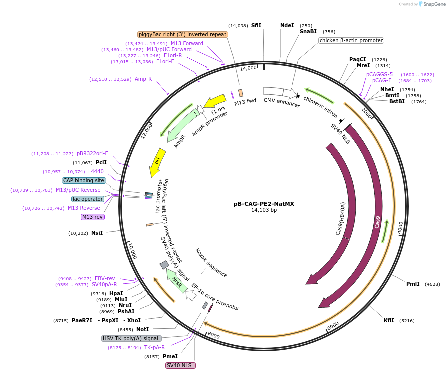 158567-plasmid-map-sequence-id-309882