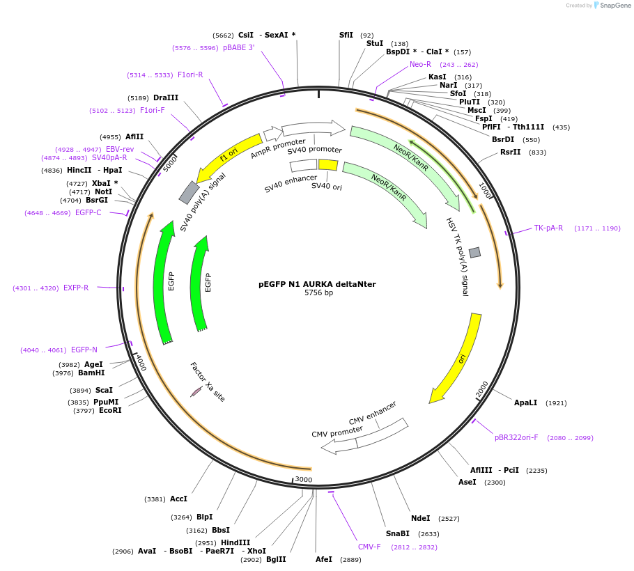 157753-plasmid-map-sequence-id-309889