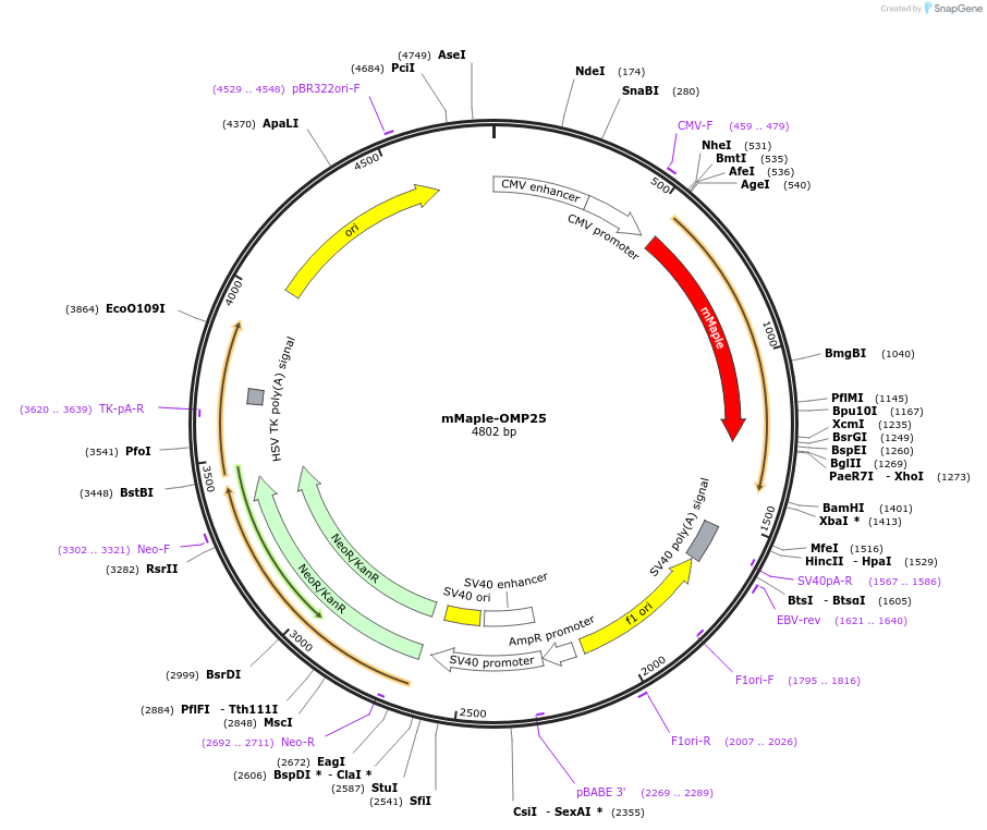 141151-plasmid-map-sequence-id-309904
