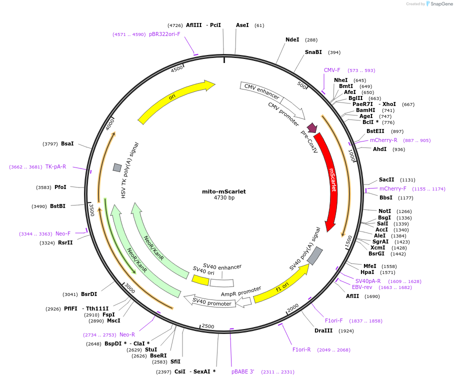 141153-plasmid-map-sequence-id-309906