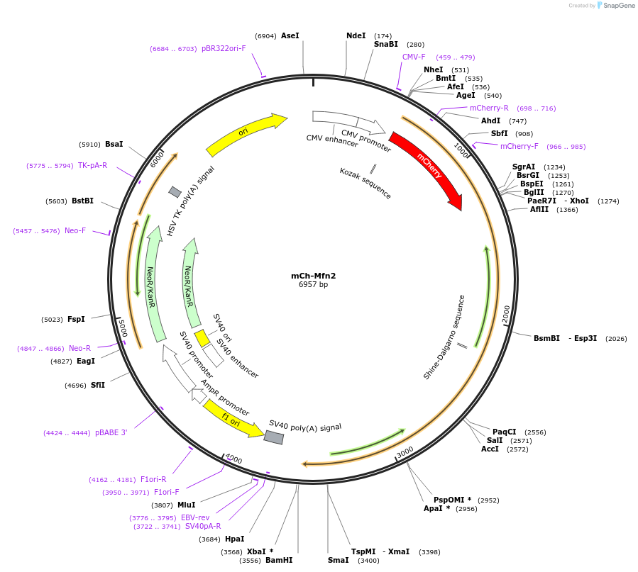 141156-plasmid-map-sequence-id-309909