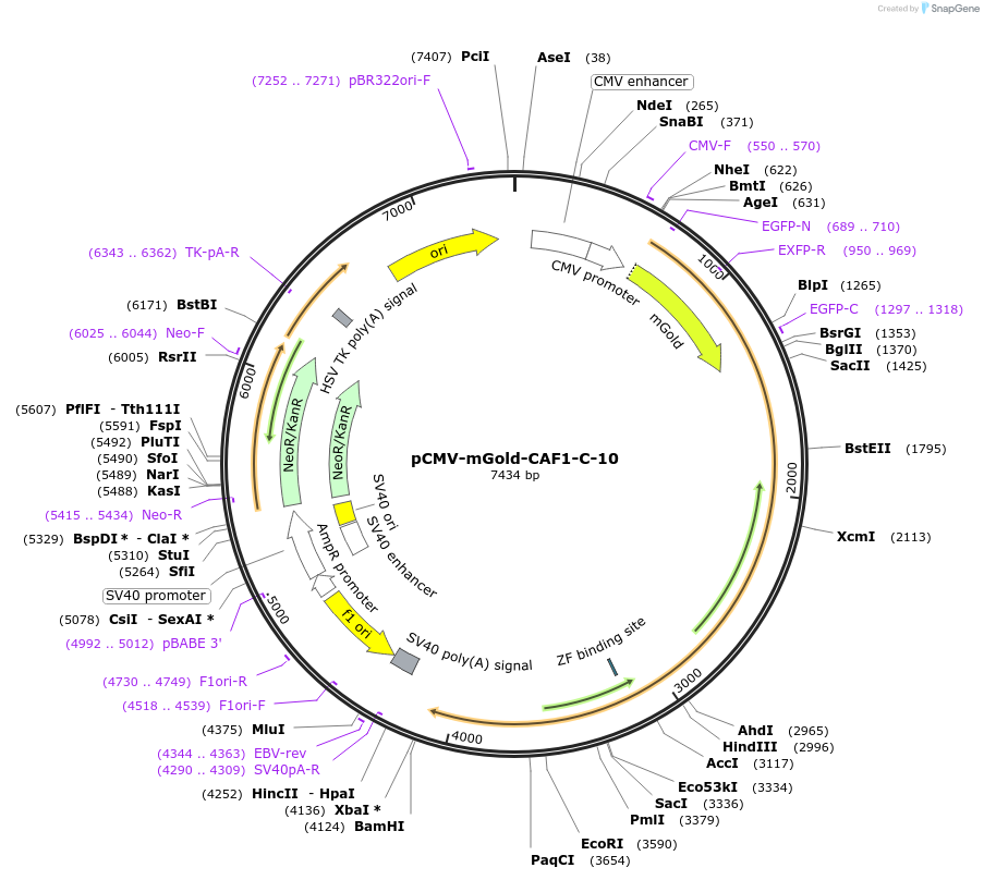 158003-plasmid-map-sequence-id-309925
