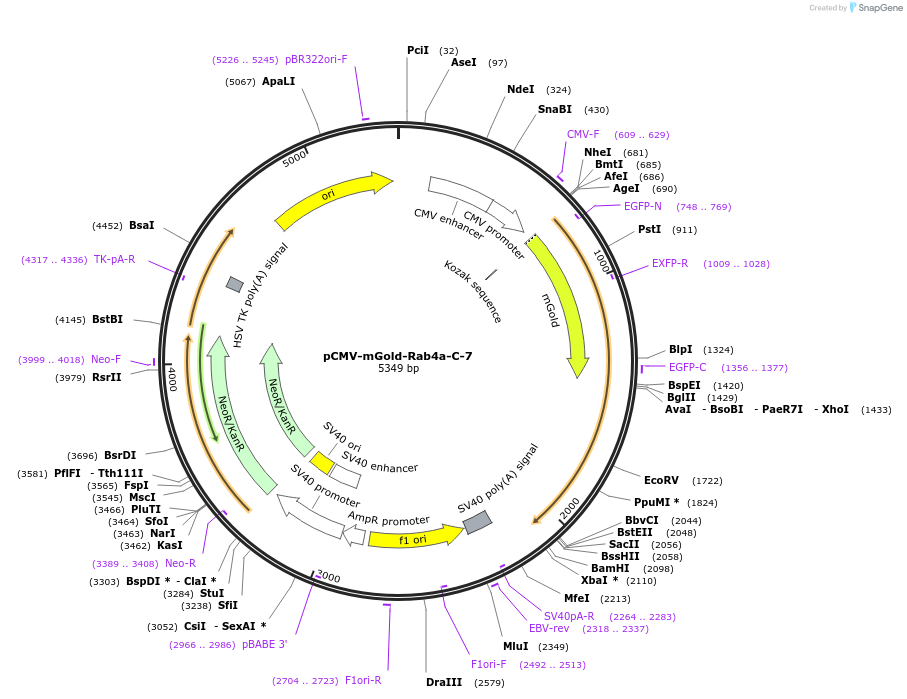 158002-plasmid-map-sequence-id-309926