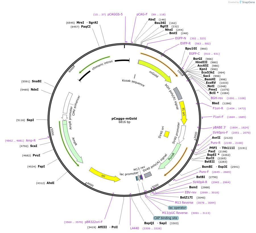 157996-plasmid-map-sequence-id-309932