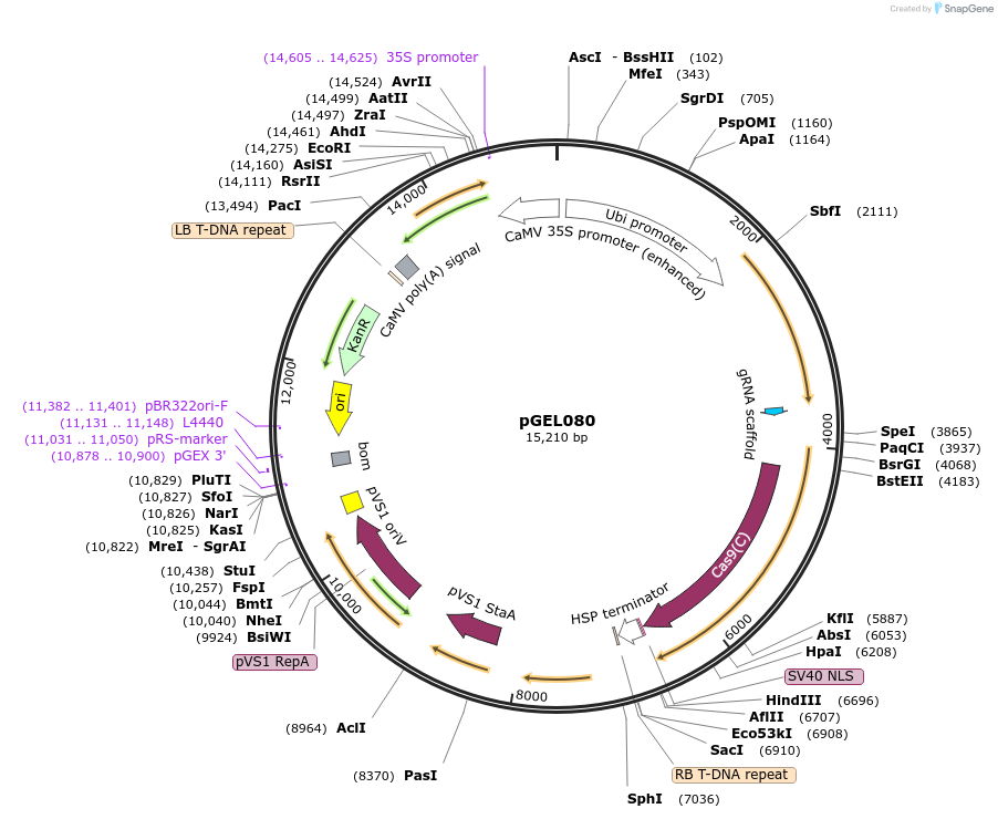137889-plasmid-map-sequence-id-309952