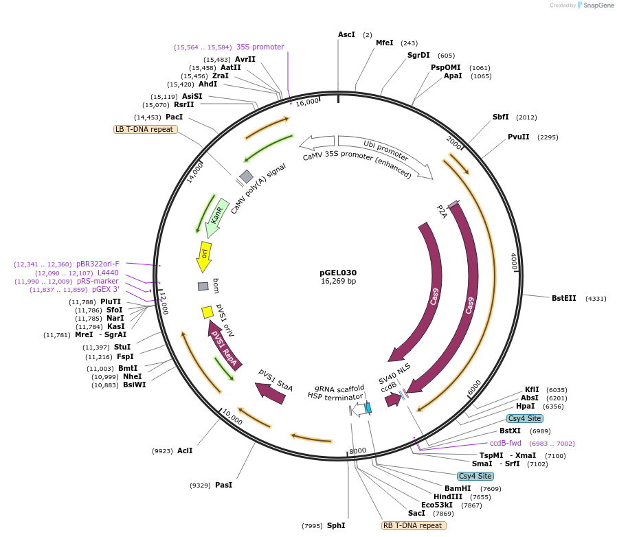 137899-plasmid-map-sequence-id-309961