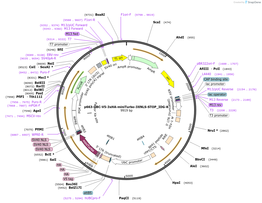 158160-plasmid-map-sequence-id-309971