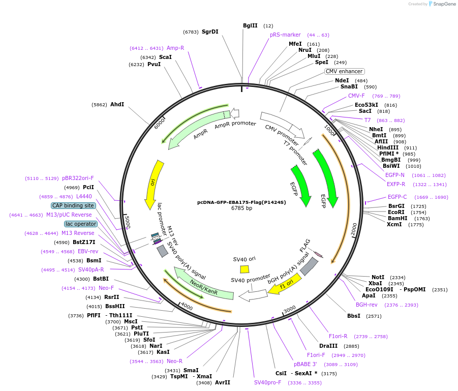 154994-plasmid-map-sequence-id-309977