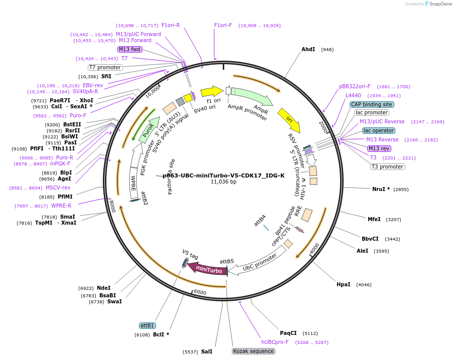 158174-plasmid-map-sequence-id-309978