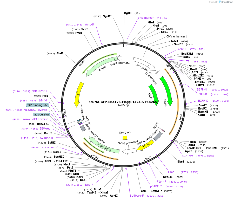 155004-plasmid-map-sequence-id-309980