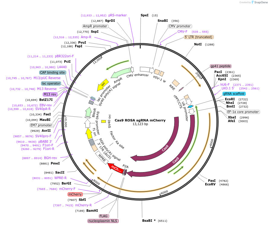 155280-plasmid-map-sequence-id-309987