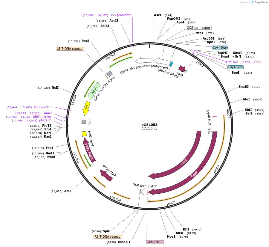 137907-plasmid-map-sequence-id-309990