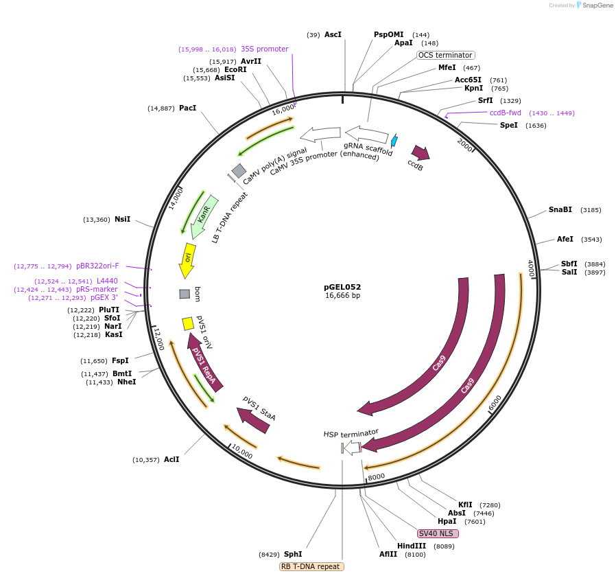137906-plasmid-map-sequence-id-309992