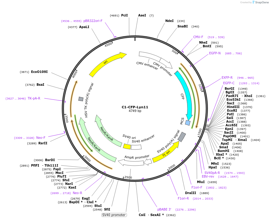 155234-plasmid-map-sequence-id-309993