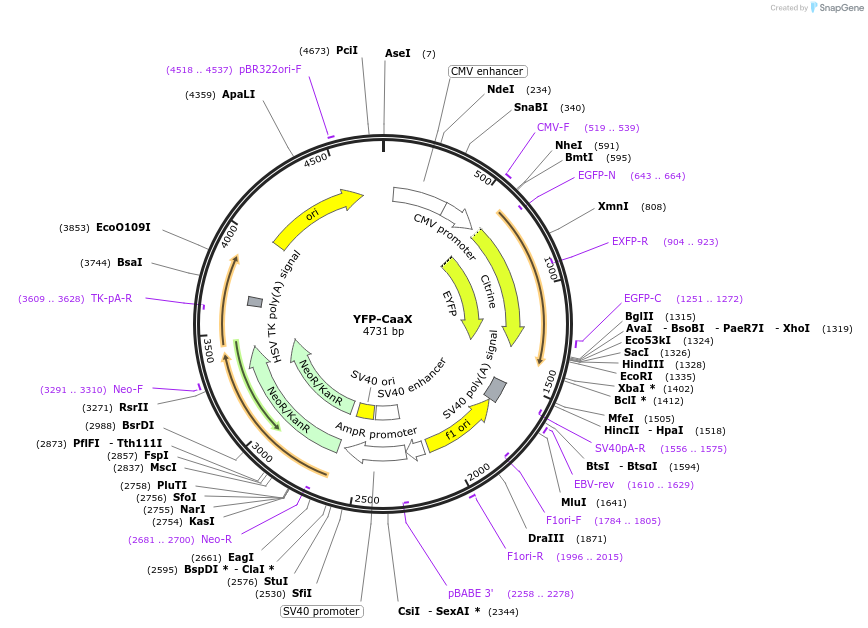 155233-plasmid-map-sequence-id-309997
