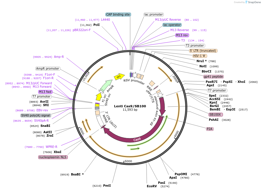 155294-plasmid-map-sequence-id-309998