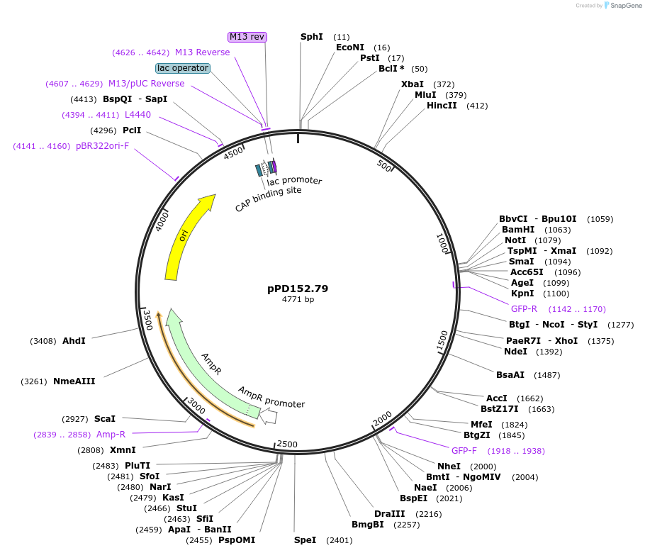1704-plasmid-map-sequence-id-310