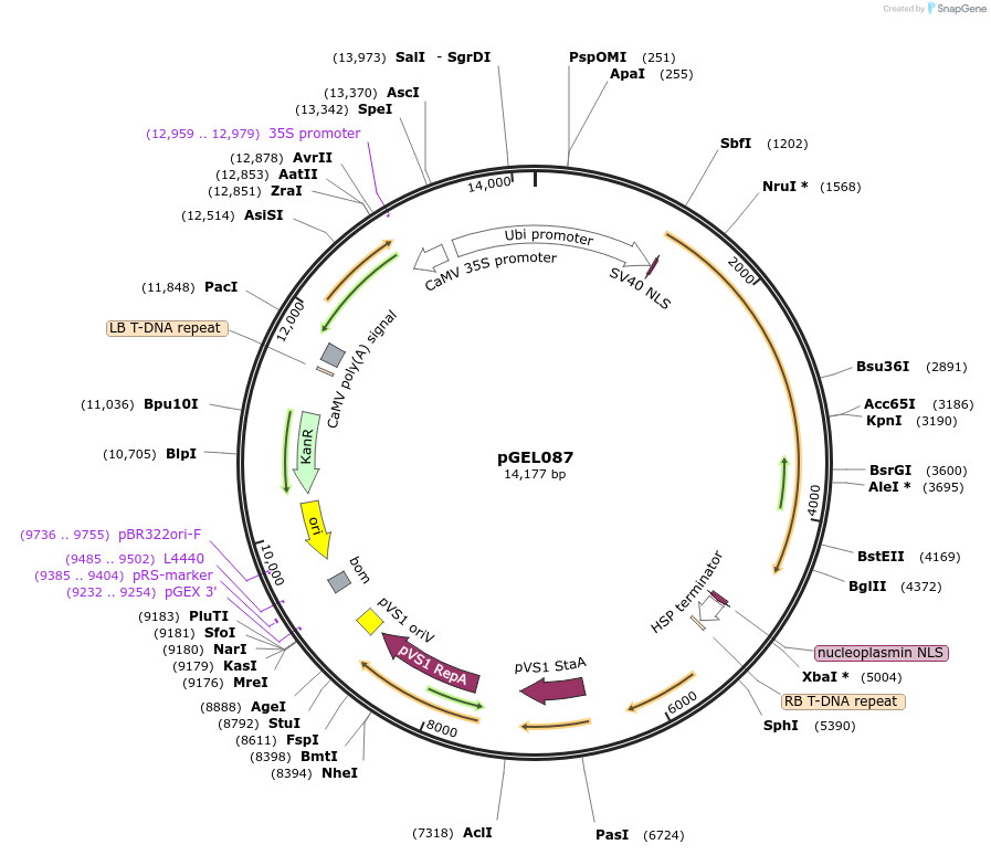137895-plasmid-map-sequence-id-310002