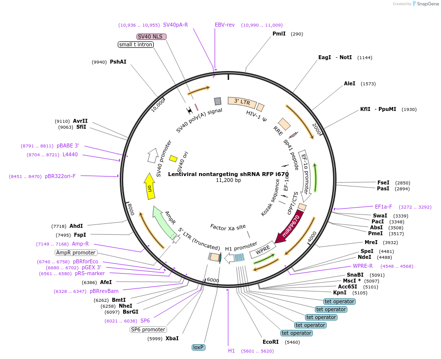 155287-plasmid-map-sequence-id-310003