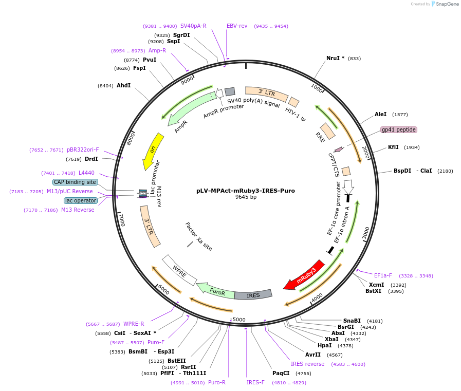 155231-plasmid-map-sequence-id-310004