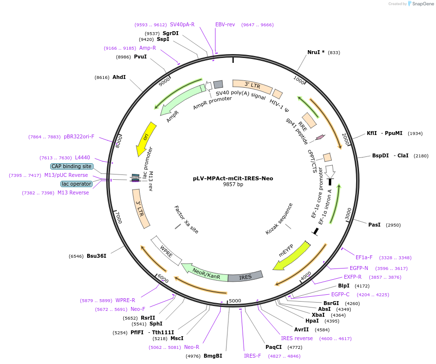 155230-plasmid-map-sequence-id-310005