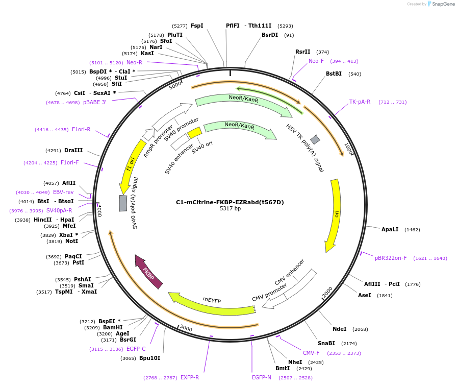 155227-plasmid-map-sequence-id-310009