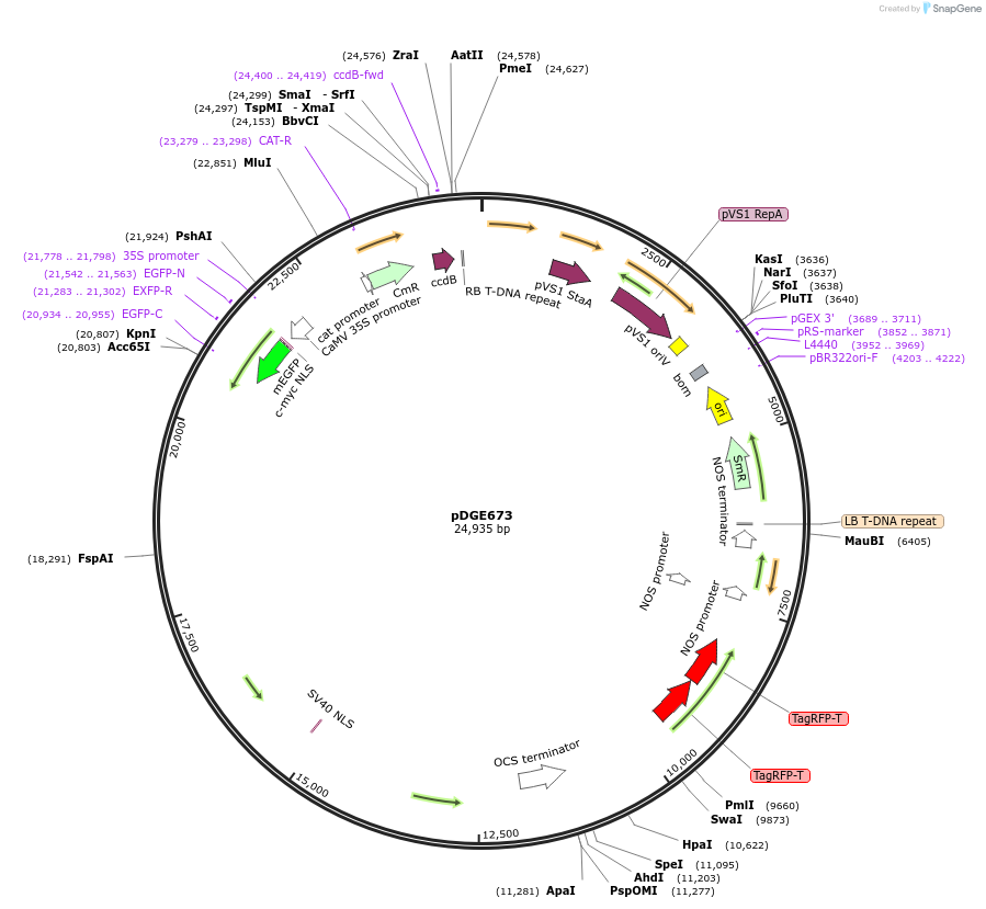 153239-plasmid-map-sequence-id-310012