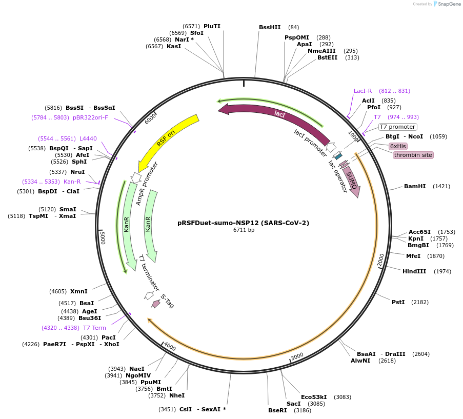 159107-plasmid-map-sequence-id-310025
