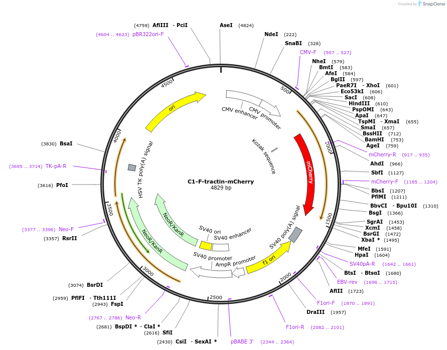 155218-plasmid-map-sequence-id-310026