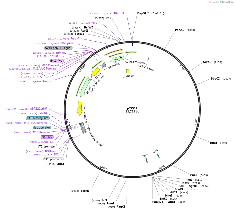 149428-plasmid-map-sequence-id-310054
