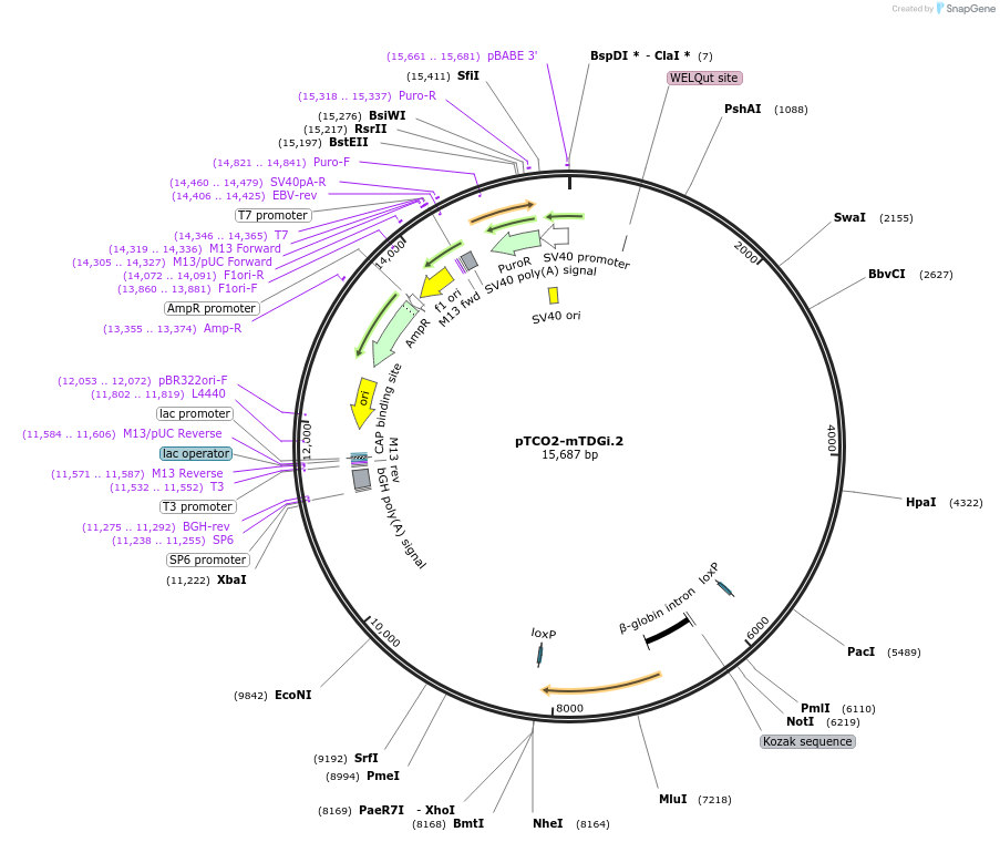 149431-plasmid-map-sequence-id-310062