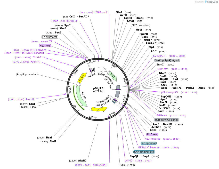 149432-plasmid-map-sequence-id-310073
