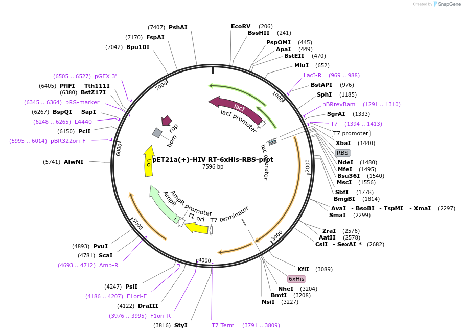 159149-plasmid-map-sequence-id-310074
