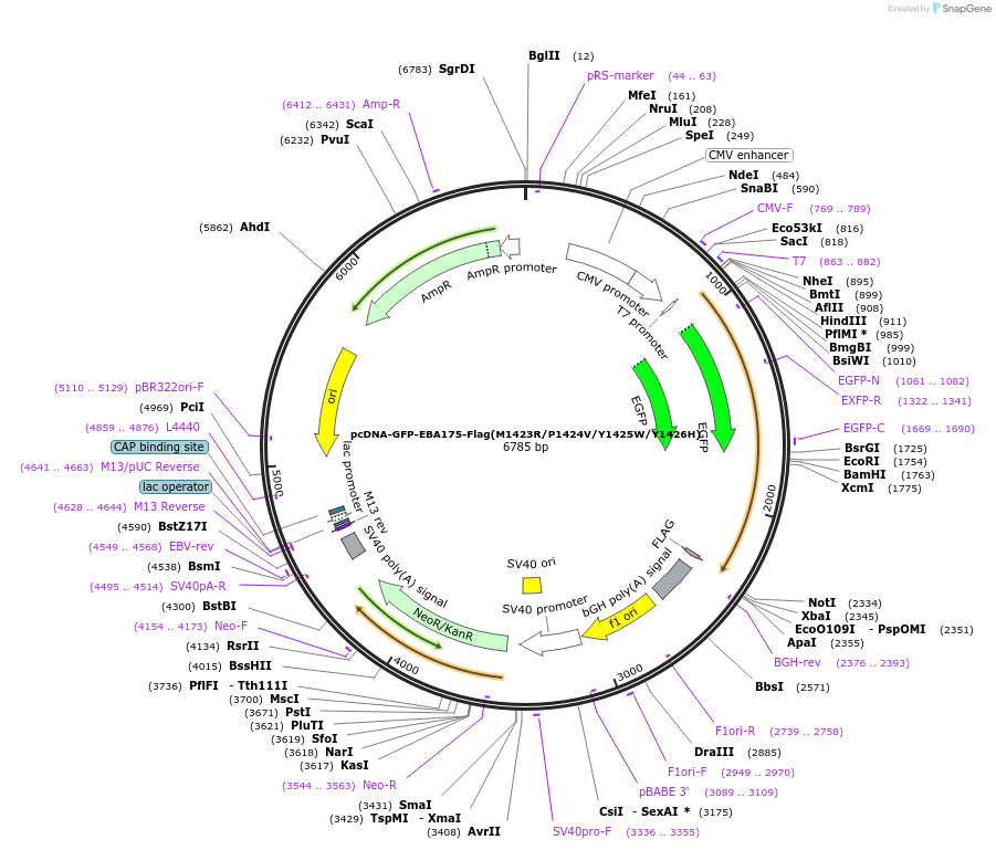 155313-plasmid-map-sequence-id-310080