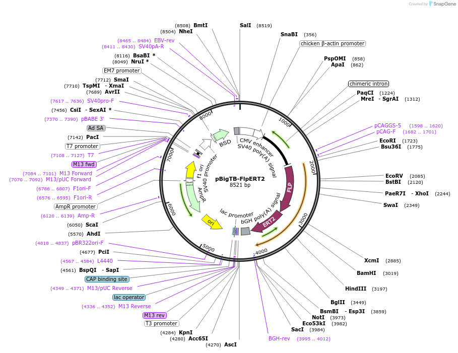 149435-plasmid-map-sequence-id-310092