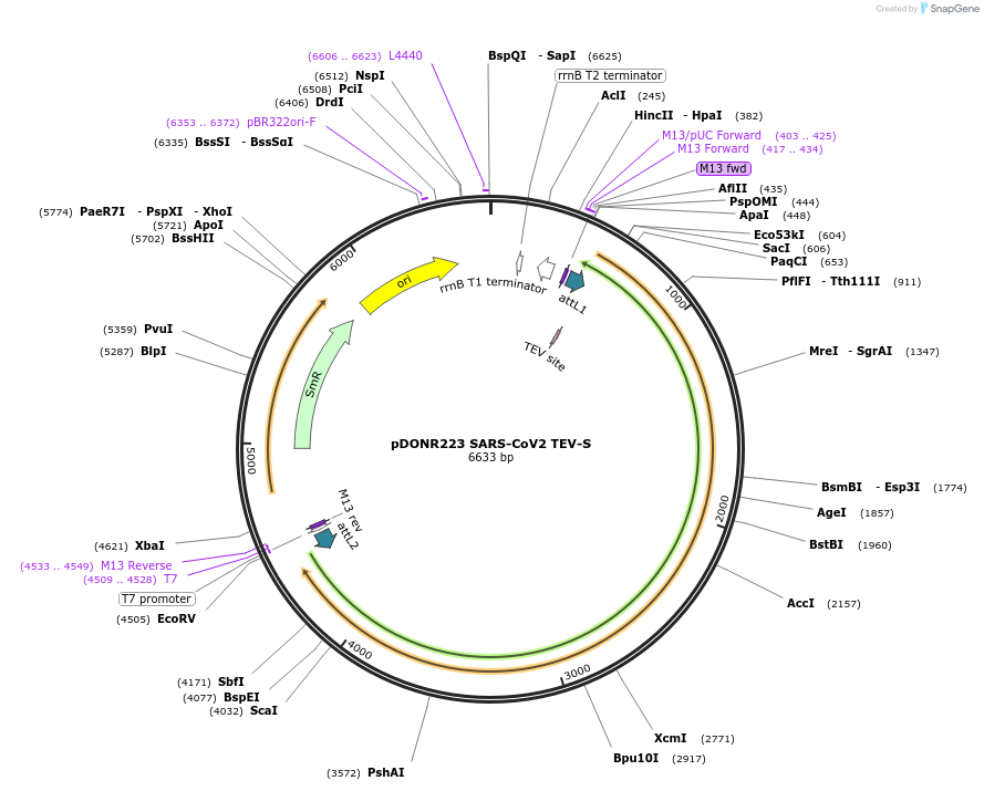 154415-plasmid-map-sequence-id-310093