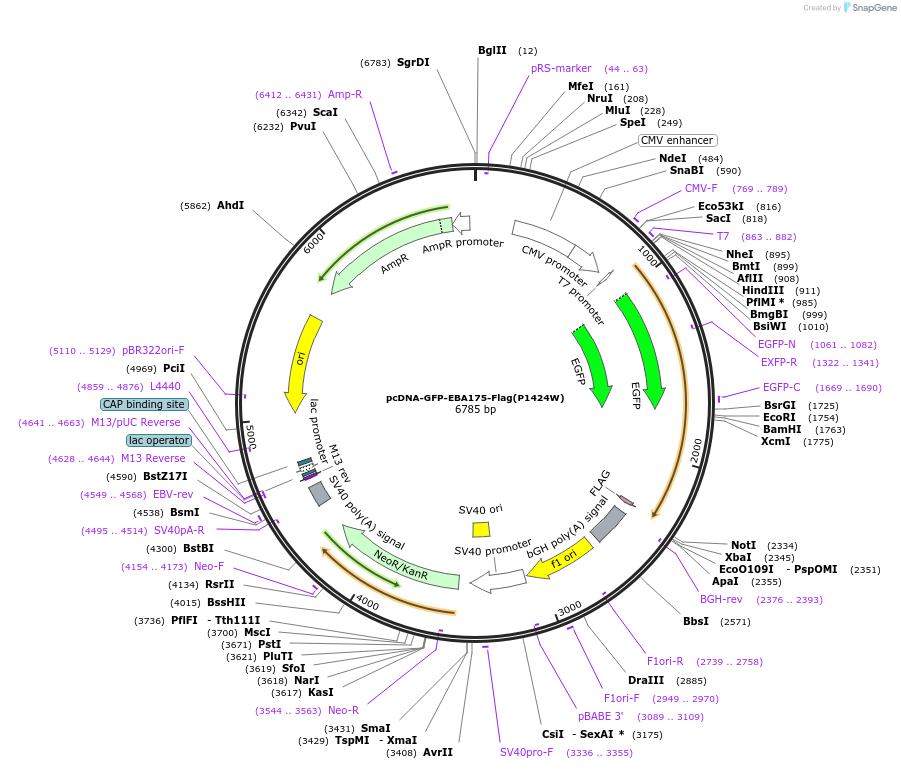 154992-plasmid-map-sequence-id-310094