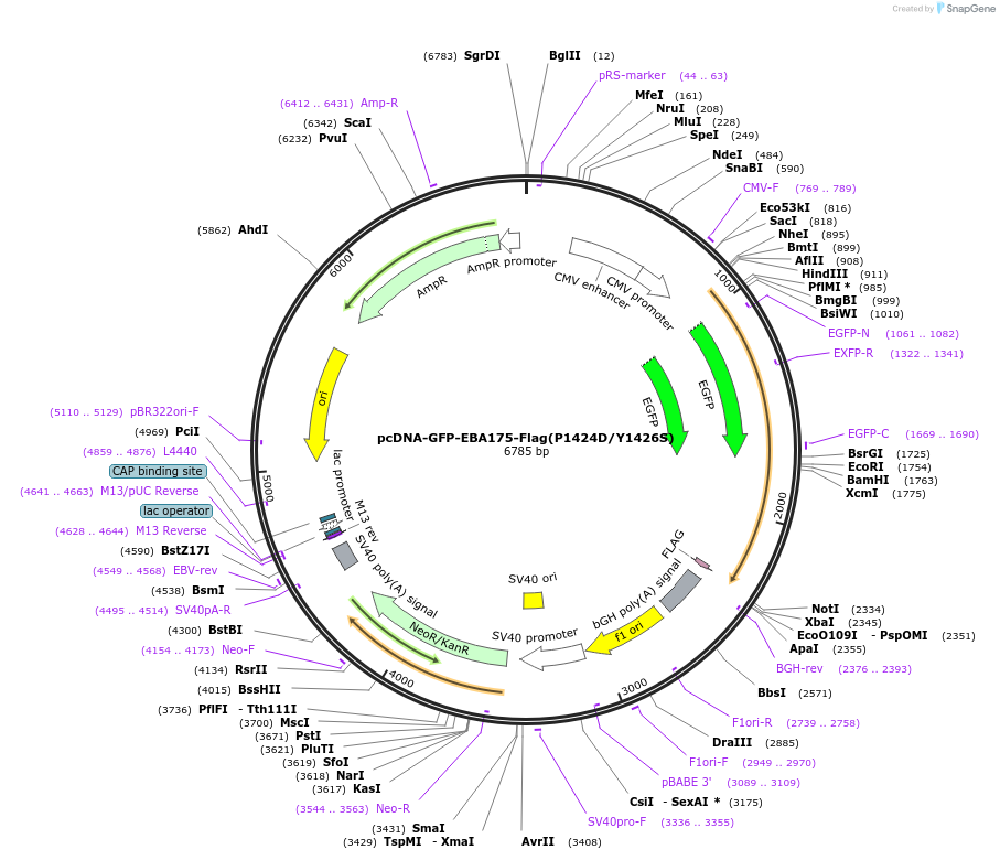 155005-plasmid-map-sequence-id-310099