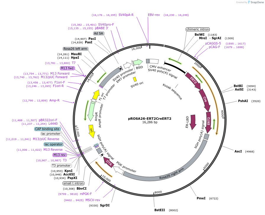 149436-plasmid-map-sequence-id-310102