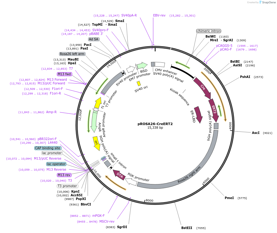 149437-plasmid-map-sequence-id-310103