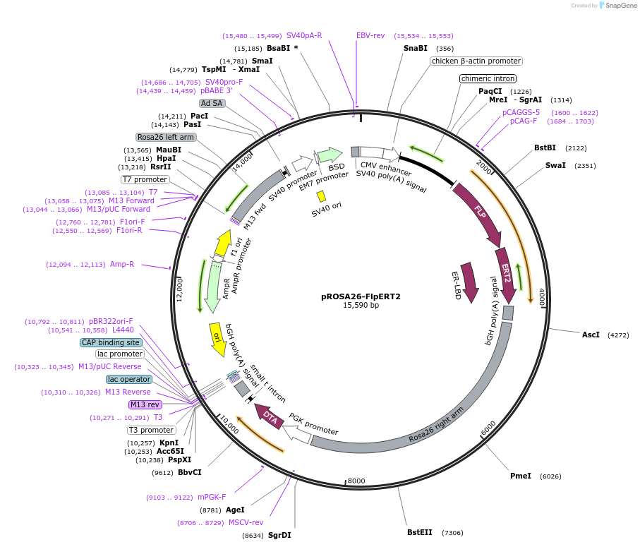 149438-plasmid-map-sequence-id-310104