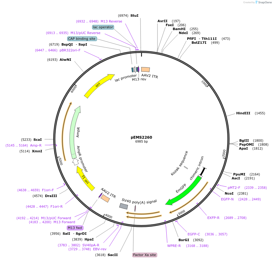 158423-plasmid-map-sequence-id-310109
