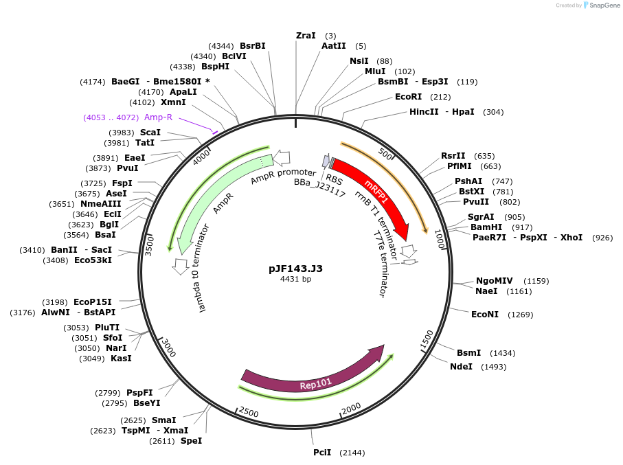 153028-plasmid-map-sequence-id-310112