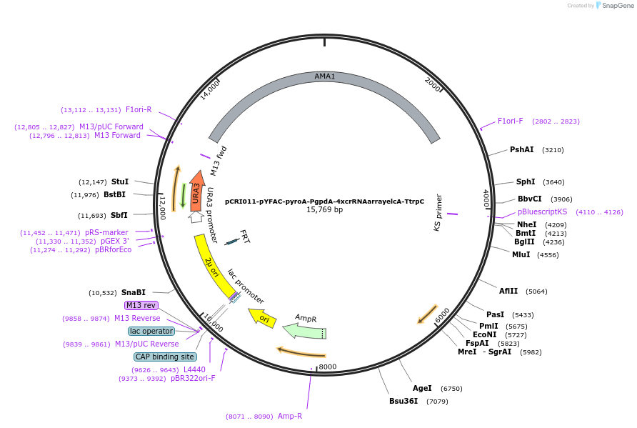 140203-plasmid-map-sequence-id-310119