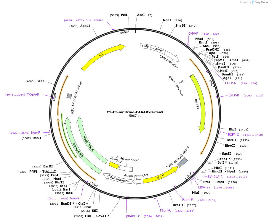 155224-plasmid-map-sequence-id-310122