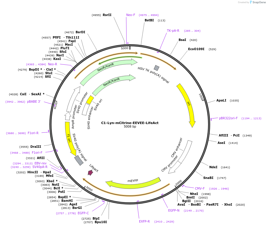 155226-plasmid-map-sequence-id-310129