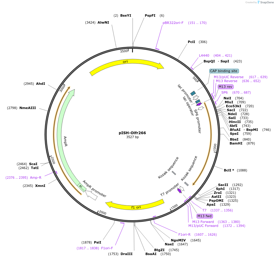 136701-plasmid-map-sequence-id-310143