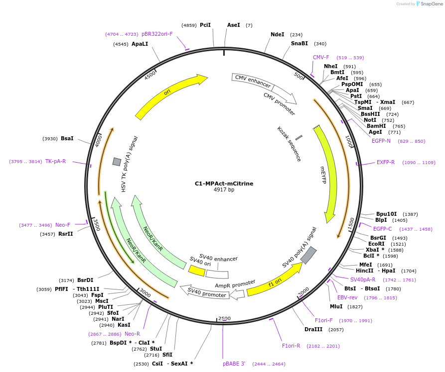 155220-plasmid-map-sequence-id-310146