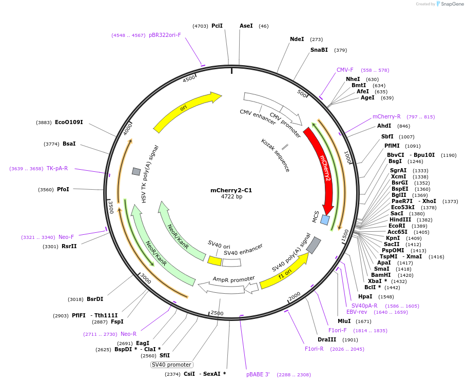 54563-plasmid-map-sequence-id-310151